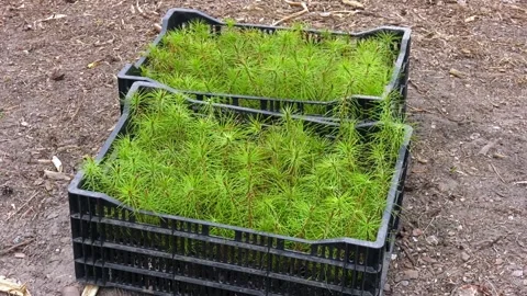 Pine, cedar, larch, Christmas tree prepared for planting Stock Footage 279210975