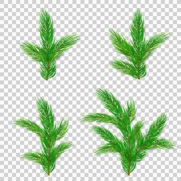 Pine Christmas Garland Needle Branch Collection with Evergreen Fir Foliage Sprig Stock Illustration