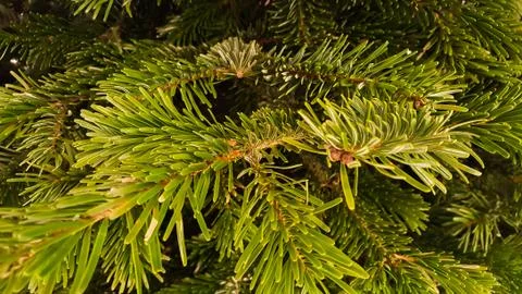 Pine - christmas Stock Photos