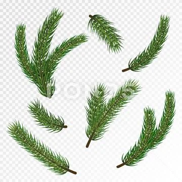 Winter greenery pine branch Royalty Free Vector Image