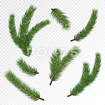 Christmas tree branches Royalty Free Vector Image