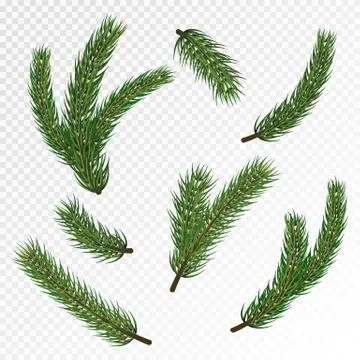 Pine Christmas tree branches for winter holiday decoration. Big vector stock set Stock Illustration