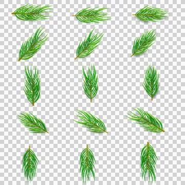 Pine Christmas Tree Needles Green  Collection Isolated Natural Plant Elements fo Stock-Illustration