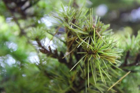 Pine Christmas trees in close up. Space for text.selective focus Stock Photos