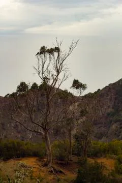 Pine on cliffs Stock Photos