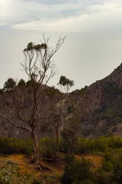 Pine on cliffs Stock Photos