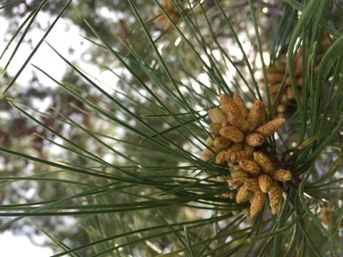 Pine Close Up 1 Stock Photos