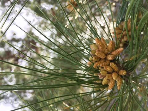 Pine Close Up 2 Stock Photos