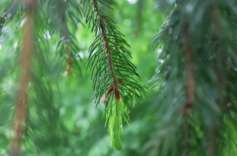 Pine close-up Stockfoto's