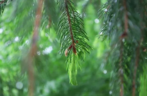 Pine close-up Stockfoto's