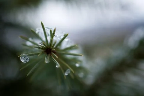 Pine Closeup Stock Photos