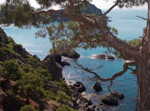 Pine on coast Stock Photos