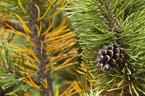 Pine code on the mugo pine Stock Photos