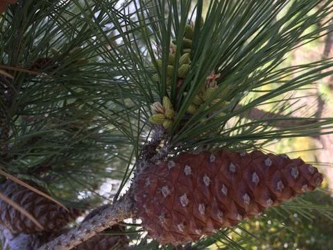Pine Cone 10 Stock Photos