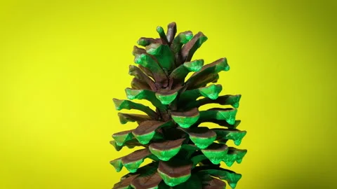 Pine Cone 360 Spin Under Green Lighting Vídeo Stock 307677663