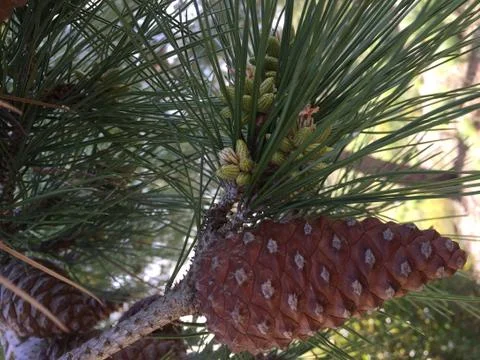 Pine Cone 9 Stock Photos