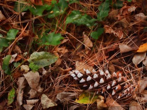Pine cone amid fall leaves Stock Photos