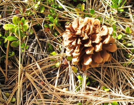 Pine Cone Among a Bed of Needles 写真素材