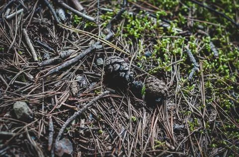Pine cone among fallen pine needles close up Stock Photos