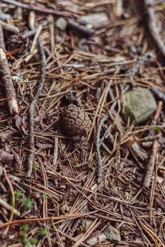 Pine cone among fallen pine needles close up Stock Photos