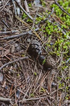 Pine cone among fallen pine needles close up Stock Photos
