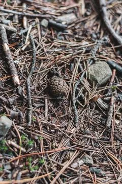 Pine cone among fallen pine needles close up Stock Photos