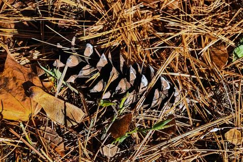 Pine cone  among pine needles Stock Photos
