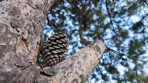 Pine Cone And Bark Texture Closeup Stock Footage 341498324