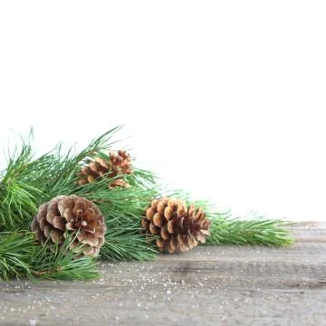 Pine cone and branch Stock Photos