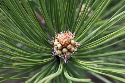 Pine cone and branches close up Stock Photos