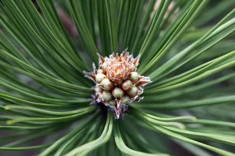 Pine cone and branches close up Stock Photos