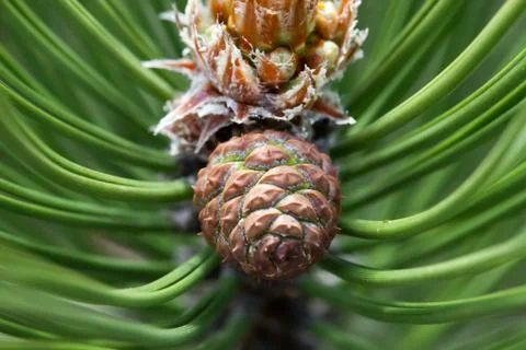 Pine cone and branches close up Stock Photos
