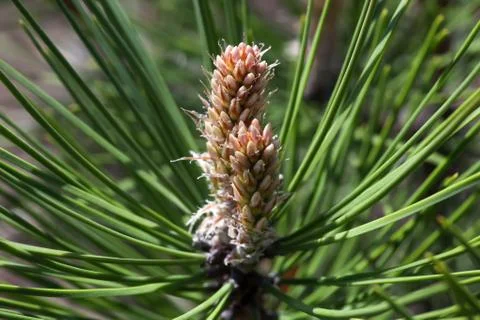 Pine cone and branches close up Stock Photos