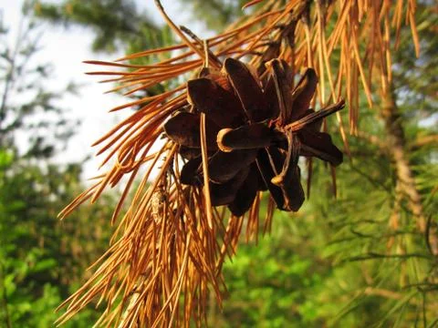 Pine cone and branches Fotos Stock