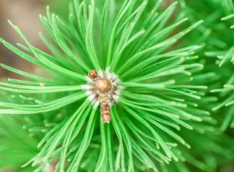 Pine cone and branches Stock Photos