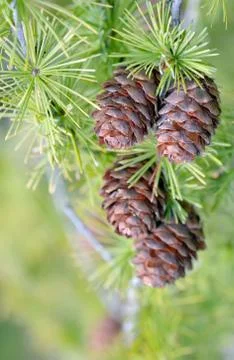 Pine cone and branches Stock Photos