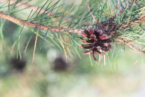 Pine Cone And Branches Stock Photos