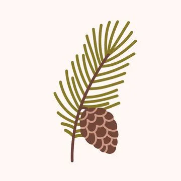 Pine Cone and Evergreen Branch Botanical Illustration Stock Illustration