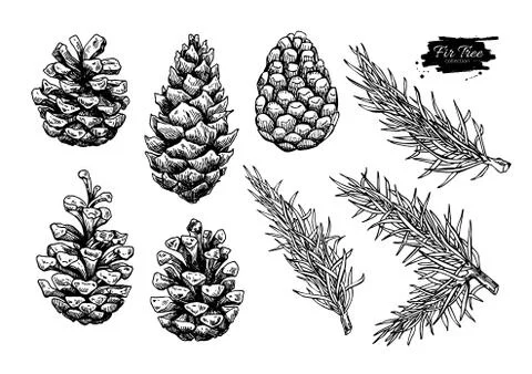 Pine cone and fir tree set. Botanical hand drawn vector illustra 스톡 일러스트