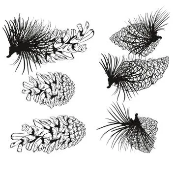 Pine cone and fir tree set. Botanical hand drawn vector illustration. Isolate Illustrazione stock