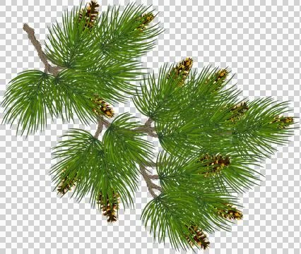 Pine cone and fir tree. Botanical hand drawn illustration. Isolated xmas pi.. Illustrazione stock
