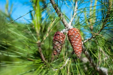 Pine cone and green Stock Photos