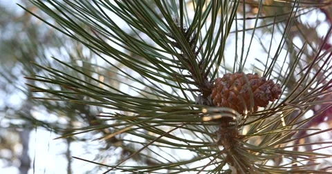 Pine cone and long pine needles - a walk in a forest Stock Footage 47779278