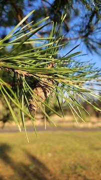 Pine cone and needles in sunlight Stock Photos