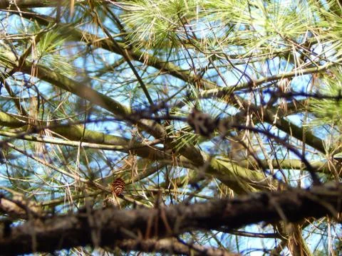 Pine cone and pine needles on the branches on a sunny day, closeup Stock Photos