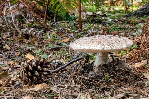 A pine cone and a toadstool Stock Photos