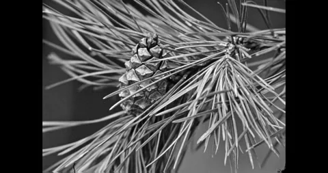 Pine Cone and Wild Violets in Black and White Forest Detail Vídeo Stock 323262315