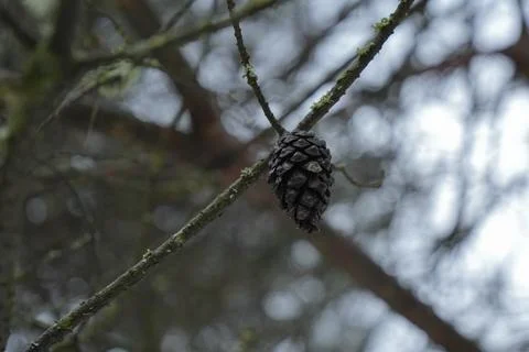Pine Cone Attached to Tree Branch with Blurred Background Stock Photos