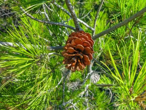 Pine cone on the background of green pine needles Foto stock