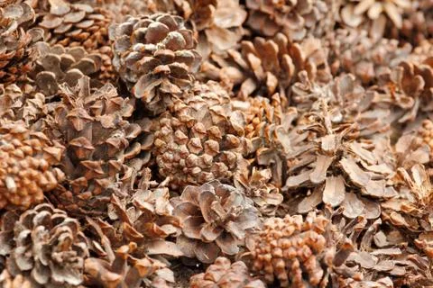 Pine cone background Photos